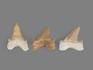 Зуб акулы Otodus obliquus, 4х3 см, 21483, фото 2