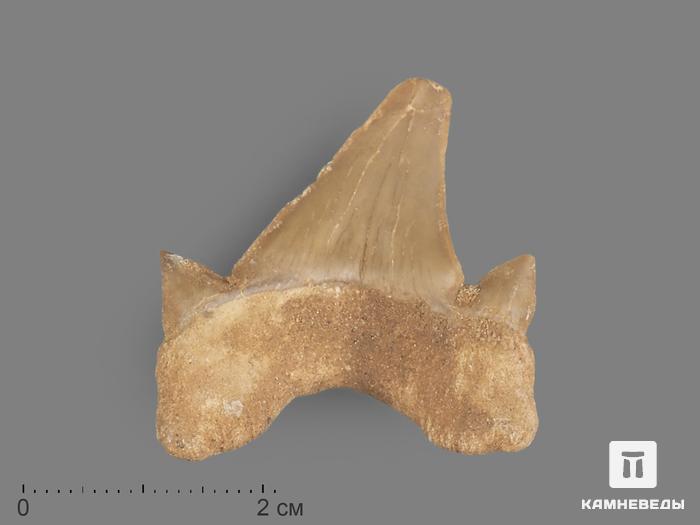 Зуб акулы Otodus obliquus, 4х3 см, 21483, фото 3