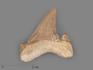Зуб акулы Otodus obliquus (высший сорт), 3,5х3,5 см, 21495, фото 1