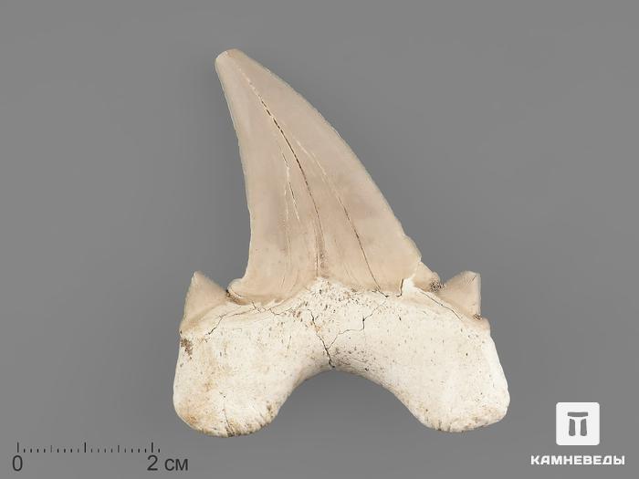 Зуб акулы Otodus obliquus, 6х5 см, 8-22/2, фото 1