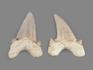 Зуб акулы Otodus obliquus, 6х5 см, 8-22/2, фото 2