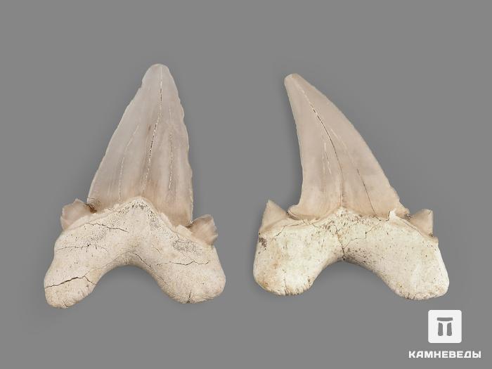 Зуб акулы Otodus obliquus, 6х5 см, 8-22/2, фото 2