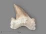 Зуб акулы Otodus obliquus, 4х3 см, 21483, фото 1