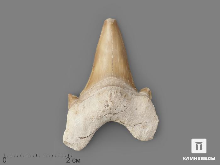 Зуб акулы Otodus obliquus, 4х3 см, 21483, фото 4