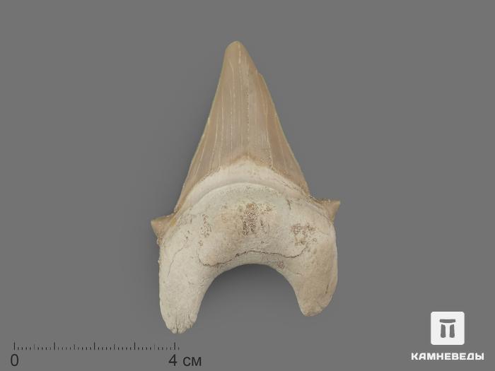 Зуб акулы Otodus obliquus (I сорт), 7х4,5 см, 21490, фото 1