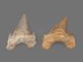 Зуб акулы Otodus obliquus (высший сорт), 6,3х4,5 см, 21497, фото 2