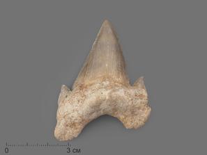Зуб акулы Otodus obliquus (высший сорт), 6,3х4,5 см