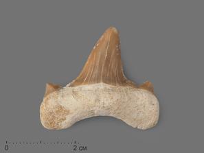 Зуб акулы Otodus obliquus, 3,5х3 см