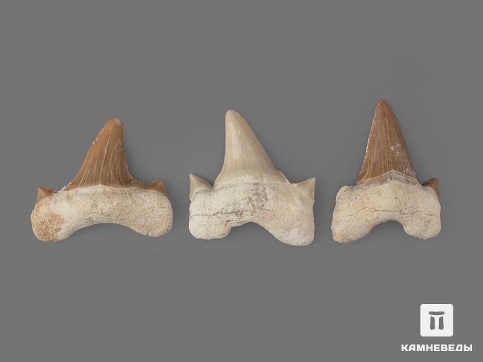 Зуб акулы Otodus obliquus, 3,5х3 см, 8-16/5, фото 2