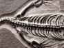 Скелет кейхозавра (Keichousaur hui), 31х23х1,3 см, 19654, фото 4