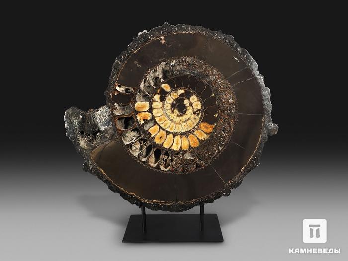 Аммонит, полированный срез (пара), 51х44х6 см, 18998, фото 3
