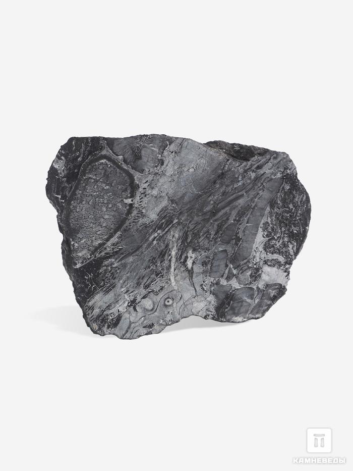 Угольная почка (Coal boll) с отпечатком Meyloxylon sp., 9х6,5х2,8 см, 25271, фото 1