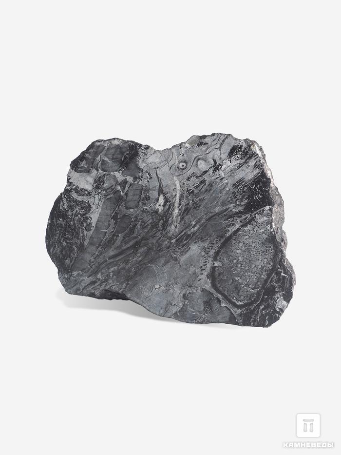 Угольная почка (Coal boll) с отпечатком Meyloxylon sp., 9х6,5х2,8 см, 25271, фото 2