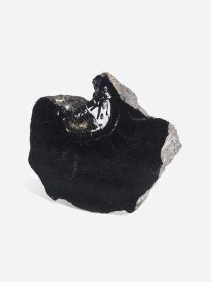 Угольная почка (Coal boll) с отпечатком стебля Artropytes, 12,1х9,5х6 см