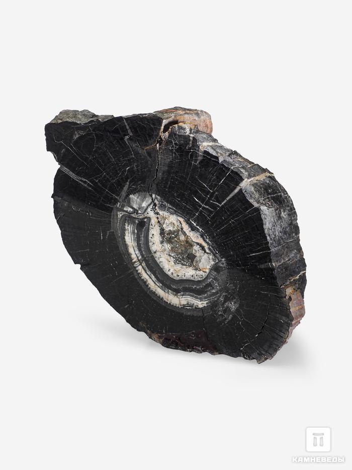 Угольная почка (Coal boll) с отпечатком ствола Artropytes, 15,1х10,4х6,8 см, 25337, фото 2