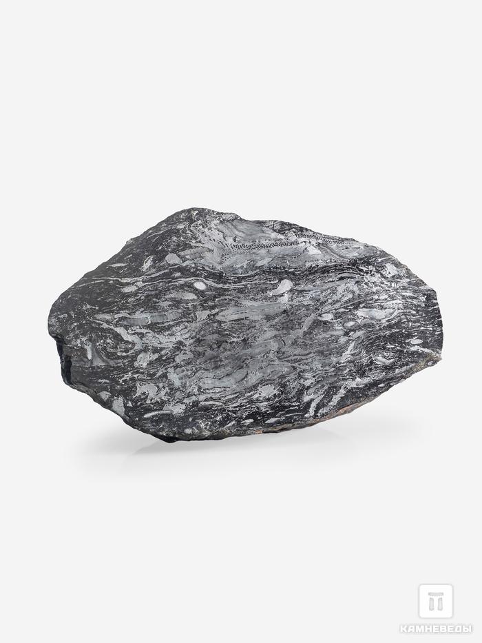 Угольная почка (Coal boll) с отпечатком палеофлоры, 19,0х10х7,3 см, 25340, фото 1