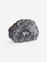 Угольная почка (Coal boll) с отпечатком Lepidodēndron sp., 8,9х6,5х1,6 см, 25263, фото 1