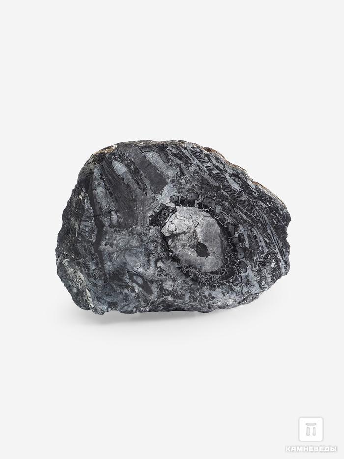 Угольная почка (Coal boll) с отпечатком Lepidodēndron sp., 8,9х6,5х1,6 см, 25263, фото 2