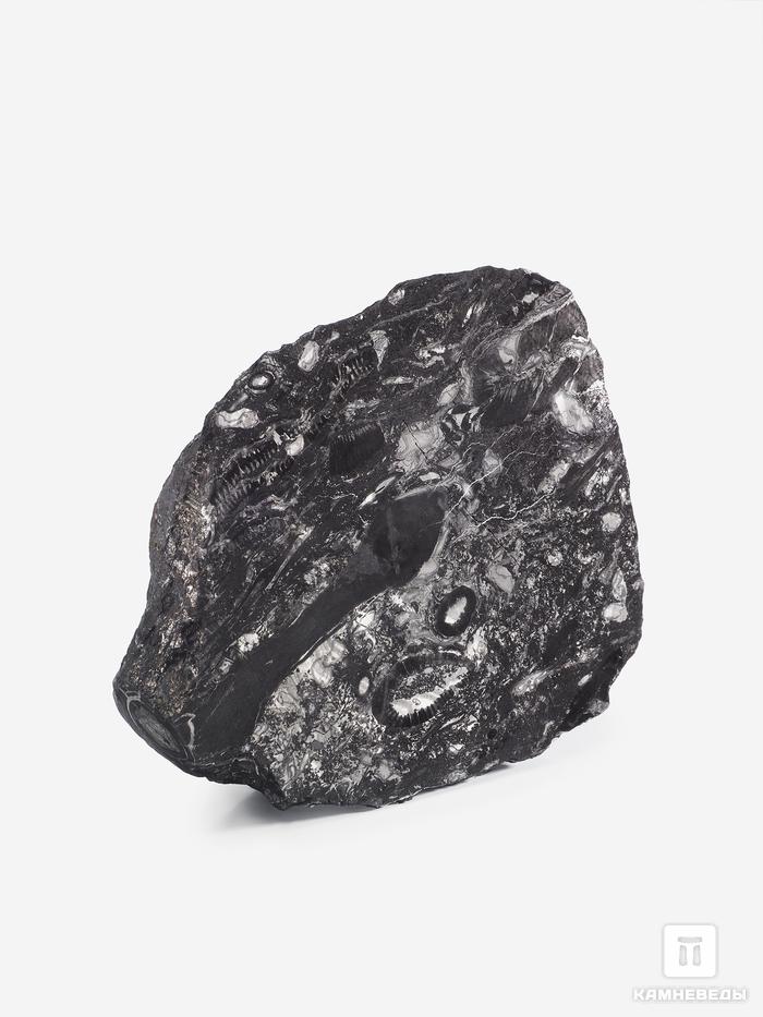 Угольная почка (Coal boll) с отпечатком стебля Artropytes, 14,1х12,6х4,1 см, 25334, фото 1