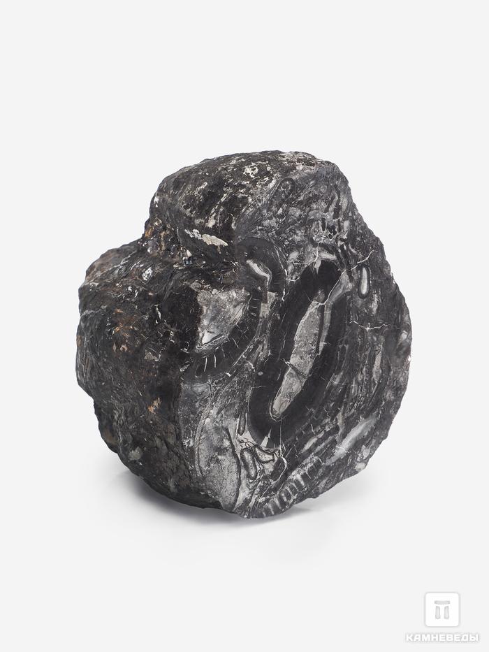 Угольная почка (Coal boll), 10,6х9,7х7,1 см, 25354, фото 1