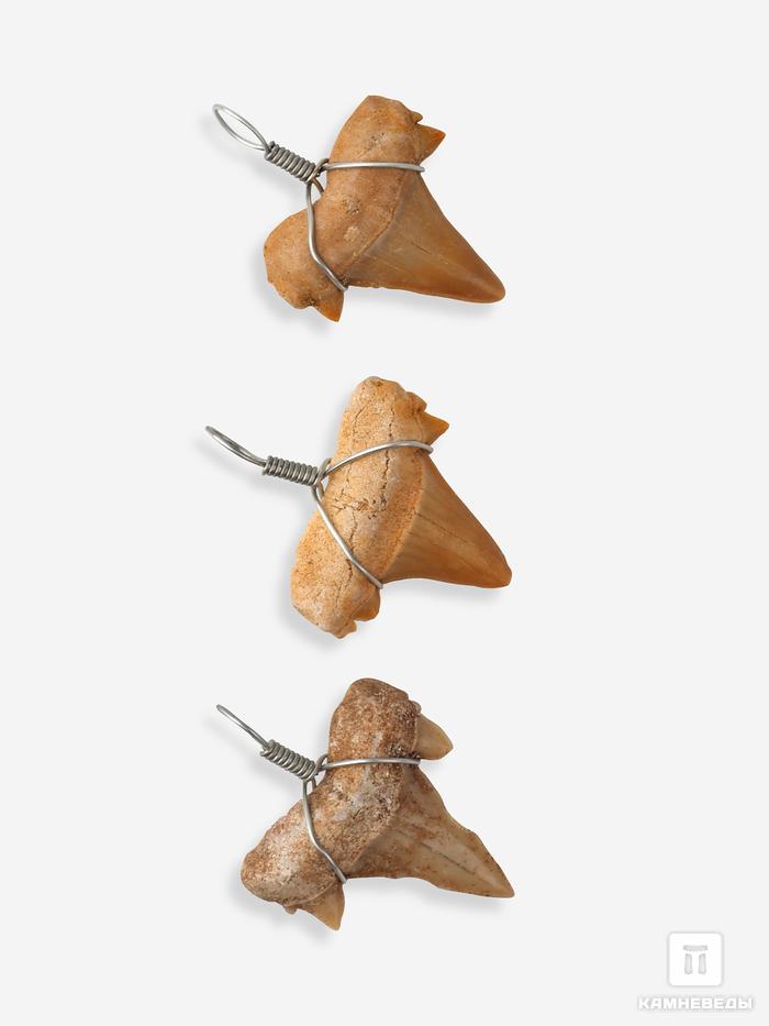 Кулон «Зуб акулы» (Cretalamna biauriculata), 2 см, 40-81/1, фото 2