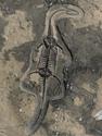 Скелет кейхозавра (Keichousaur hui) на подставке, 25,5х15х1,7 см, 26930, фото 2