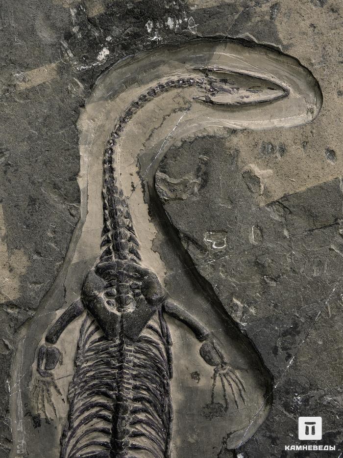 Скелет кейхозавра (Keichousaur hui) на подставке, 25,5х15х1,7 см, 26930, фото 3