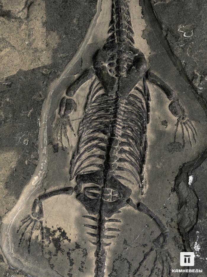 Скелет кейхозавра (Keichousaur hui) на подставке, 25,5х15х1,7 см, 26930, фото 5
