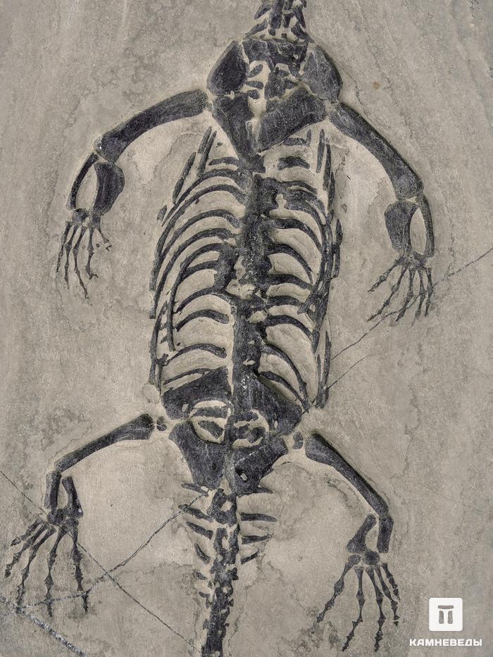 Скелет кейхозавра (Keichousaur hui) на подставке, 25,5х15х1,7 см, 26929, фото 2