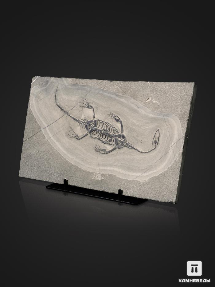Скелет кейхозавра (Keichousaur hui) на подставке, 25,5х15х1,7 см, 26929, фото 4