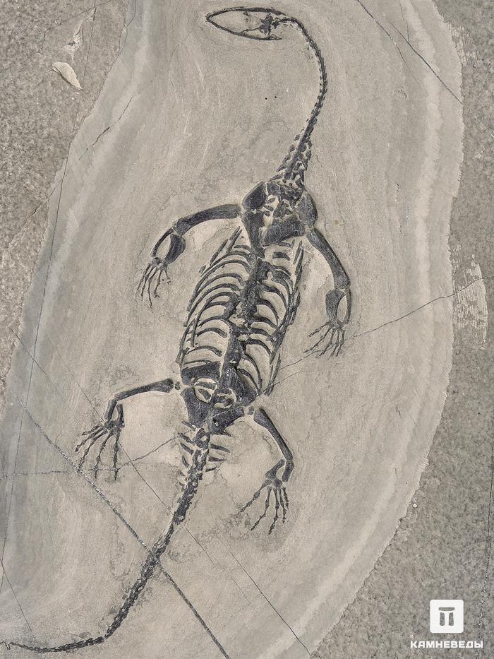 Скелет кейхозавра (Keichousaur hui) на подставке, 25,5х15х1,7 см, 26929, фото 5