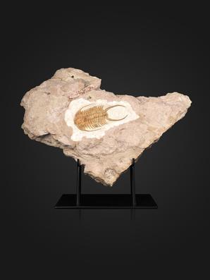 Трилобит Paraceraurus exsul, 36,5х28х5 см