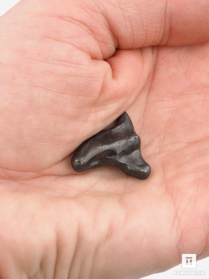 Метеорит «Сихотэ-Алинь», индивидуал 2-3,5 см (8-9 г), 26974, фото 4