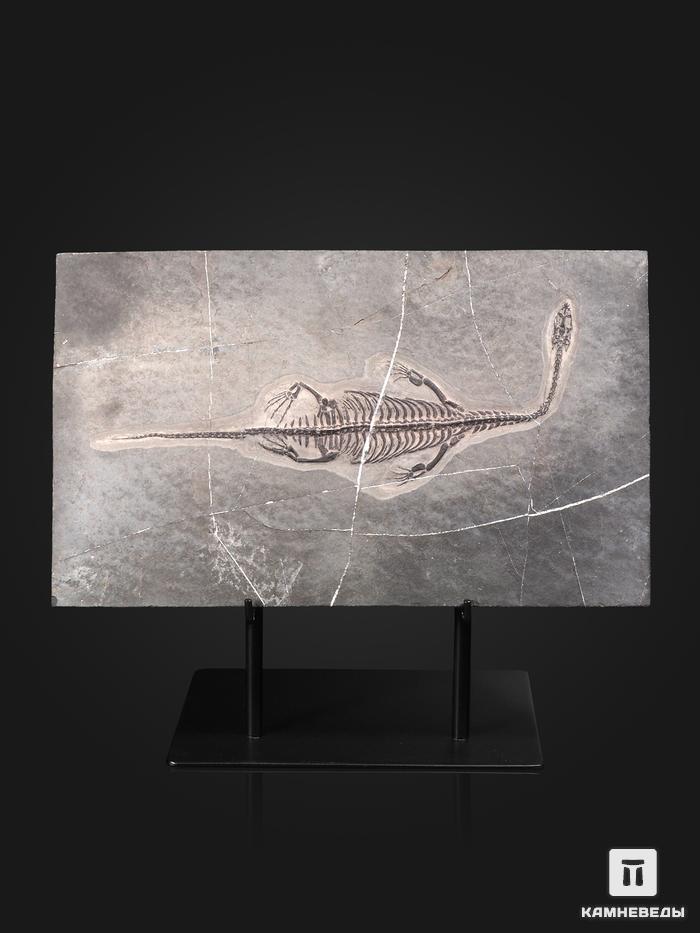 Скелет кейхозавра (Keichousaur hui) на подставке, 32х19х2 см, 27596, фото 1