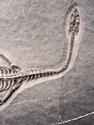 Скелет кейхозавра (Keichousaur hui) на подставке, 32х19х2 см, 27596, фото 3