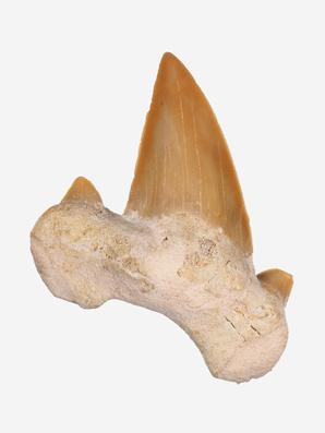 Зуб акулы Otodus obliquus, 4,2х3х1 см