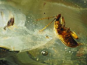 Копал. Инклюз жука в мадагаскарском копале. Музей Камневеды, образец №1014.