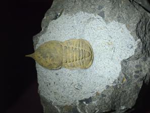 Трилобиты. Трилобит Symphysops stevaninae из ордовика Марокко. Из коллекции палеонтологического музея в Эрфуде, Марокко