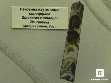 Наутилус. Наутилоид Sinoceras ruphaeum. 
Средний девон.
Урал.