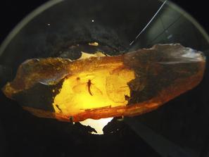 Янтарь. Подёнка (древнее крылатое насекомое) в балтийский янтарь. Эоцен.