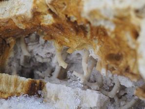 Губки, Кораллы. Колониальный коралл Syringopora в полости губки Chaetetes. 
Такие образцы можно добыть только в холодное время года из промерзшей породы. Полевое фото на месте находки.