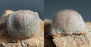 Брахиоподы. Верхнеордовикская брахиопода Bekkerina dorsata, найденная в перекрывающих горючий сланец известняках на терриконах шахты Кохтла-Нымме