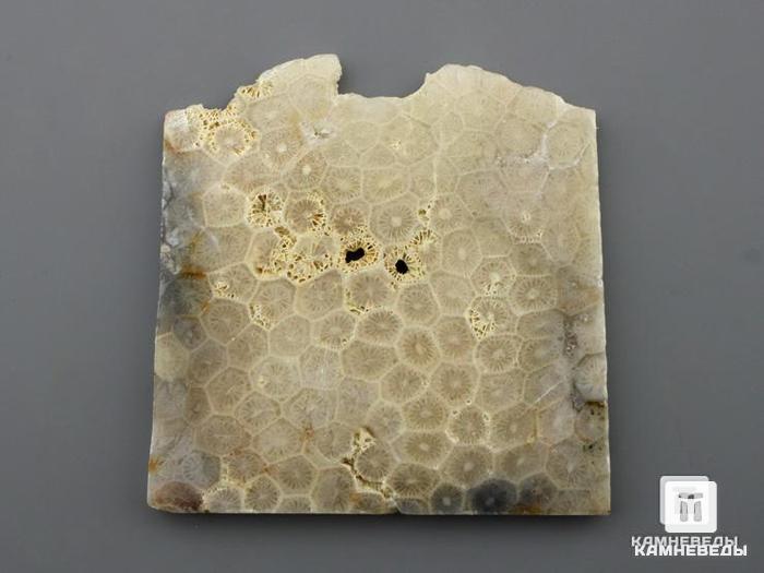 Ископаемый коралл (окаменелый), полированный срез, 11-101/3, фото 1