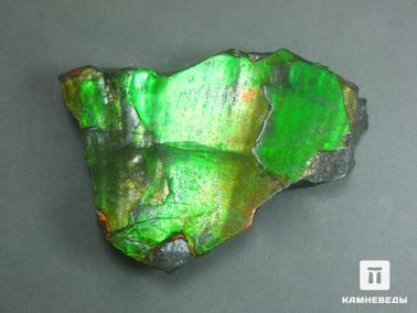 Аммолит. Аммолит, 6,9х5,3х1,2 см