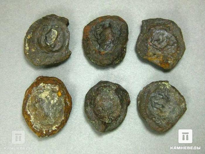 Монетная озерная руда (лимонит), 2-2,5 см, 10-263/6, фото 2