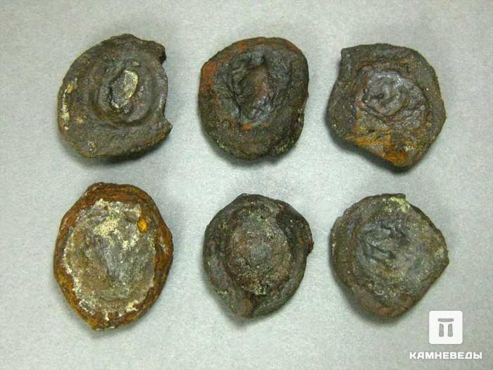 Монетная озерная руда (лимонит), 2-2,5 см, 10-263/6, фото 1