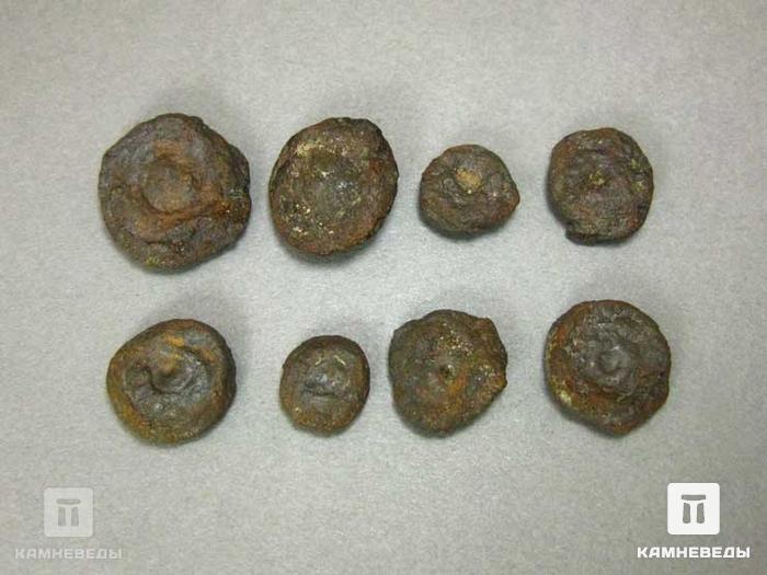 Монетная озерная руда (лимонит), 1-2 см, 10-263/7, фото 2