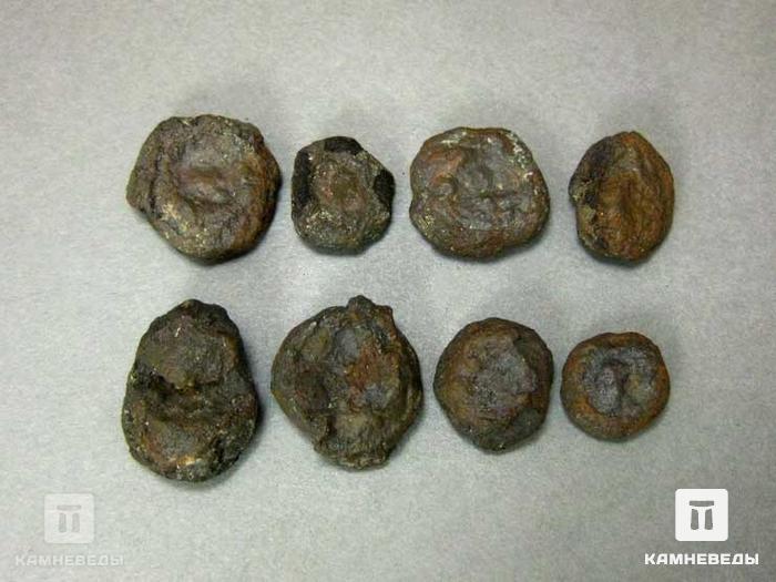Монетная озерная руда (лимонит), 1-2 см, 10-263/7, фото 3