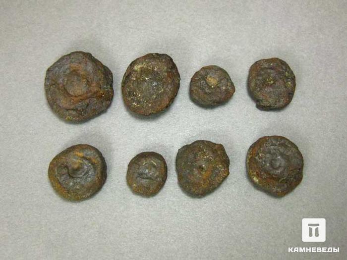 Монетная озерная руда (лимонит), 1-2 см, 10-263/7, фото 1