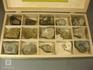 Коллекция палеонтологических образцов, 102-7, фото 3